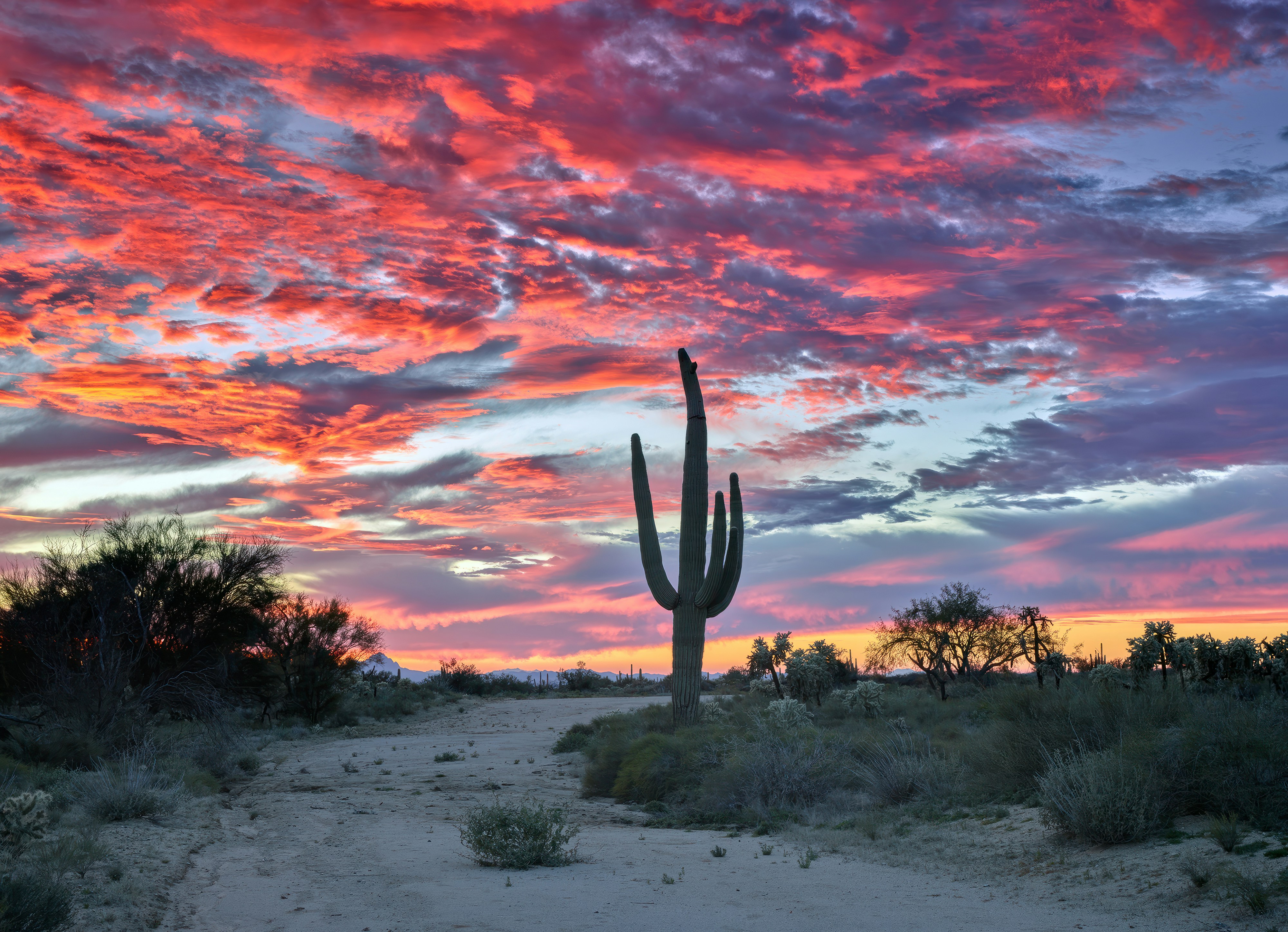 Sonoran Desert, Arizona
